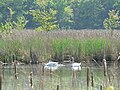 Swans in Cutler Pond