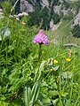 Traunsteinera globosa near Meglisalp, Alpstein mountain range, Switzerland