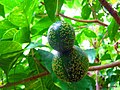 Paired, follicular, globose, mottled fruits, hanging in canopy.