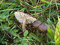 Hygrocybe nitrata