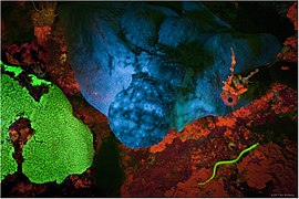 Adaptive-Evolution-of-Eel-Fluorescent-Proteins-from-Fatty-Acid-Binding-Proteins-Produces-Bright-pone.0140972.g001