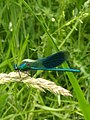 Banded demoiselle