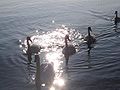 Morning on Lake Garda