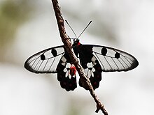 Male Clearwing swallowtail from below. Cairns