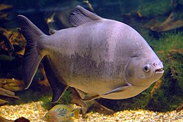 Zwarte pacu