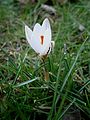 Crocus biflorus