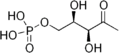 1-Deoxy-D-xylulose 5-phosphate