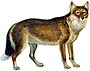 Falkland Islands wolf (Dusicyon australis)