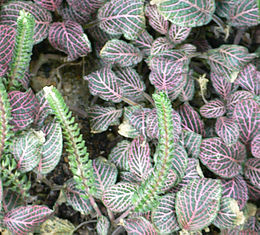 Fittonia albivenis