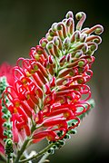 Grevillea banksii