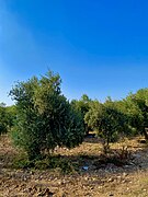 Barak Ovası’nda bir zeytin tarlası