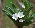 Field gromwell