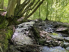 Lobach-Steilufer mit unterspülten Begleitbäumen