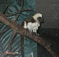 Tamarin, Saguinus oedipus