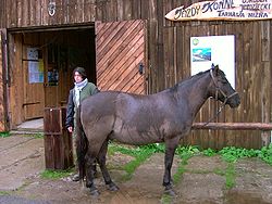 Huzule im Gestüt in Tarnawa Niżna im oberen San-Tal (Tarnawa Niżna, Powiat Bieszczadzki)