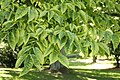 Phellodendron amurense leaves in August