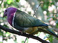 Pink-headed Fruit Dove (Ptilinopus porphyreus)