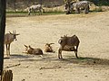 Roanantilopes (Hippotragus equinus) en Steppezebra's (Equus quagga)