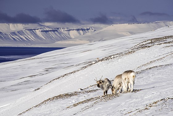 Sassen – Bünsow Land National Park lies on Spitsbergen island in the Svalbard archipelago. The Svalbard reindeer is well adapted to the harsh climate, and is the most northern living herbivore mammal in the world. They remain short-legged and have a relatively small, rounded, head. Their fur is also lighter in colour and thicker during winter. Foto: Siri Uldal