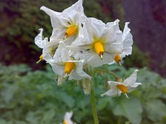 Blomster av varianten "Beate", Kristiansand midt i juli.