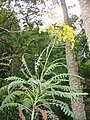 Sonchus palmensis