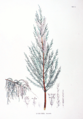 Tamarix chinensis