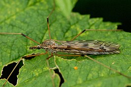 Tipula (Vestiplex) scripta