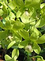 Dendrobium cultivar close-up