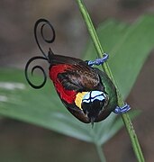 Wilson's bird-of-paradise looking around, 2009