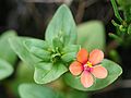 Anagallis arvensis: blossom, Photo by Kristian Peters