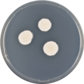 Aspergillus duricaulis growing on CYA plate