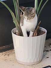 Stupid peeing in my freaking plant. For use on We All Make Mistakes, and it's also used on the German wiki that discuss German cats peeing where they shouldn't