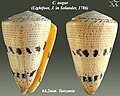 Conus augur (Lightfoot, J. in Solander, 1786)