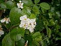 Crataegus laevigata