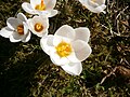 Crocus chrysanthus 'Snowbunting' close-up