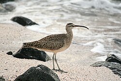 Whimbrel, a common passage migrant and winter visitor.