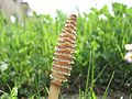 Equisetum arvense