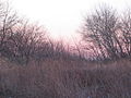 Typical flora of Jamaica Bay shores