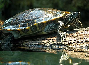 Geelbuikschildpad