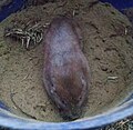 southeastern pocket gopher