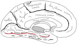 Mediaal aanzicht van de linkergrotehersenhelft. Zowel de sulcus rhinicus (rechterlijn) als de sulcus collateralis (linkerlijn) in het rood aangegeven.