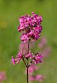 3120 Rakkestad engtjæreblom Lychnis viscaria