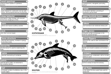 Cetaceans evolved convergently as streamlined swimmers with fish and aquatic reptiles.