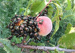 Japankäfer-Fraß an Pfirsich