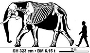 Skeleton of an African bush elephant (Loxodonta africana) bull