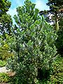 Leucadendron argenteum