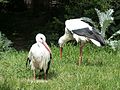 White storks in Loburg