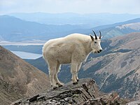 Rocky Mountain Goat