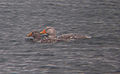 A pair near Chiloé in Chile.