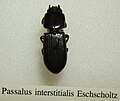 Passalus interstitialis